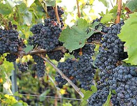 Rote Trauben in einem Weinberg bei Würzburg. (Foto: Carolin Kleider)